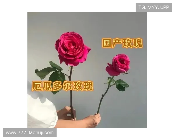 探索玫瑰国际的魅力与未来发展之路