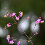 2277期彩票开奖号码最新公布结果查询 0kuwj