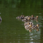 065星期几开奖?最新开奖日期与时间公布 rw7gj88